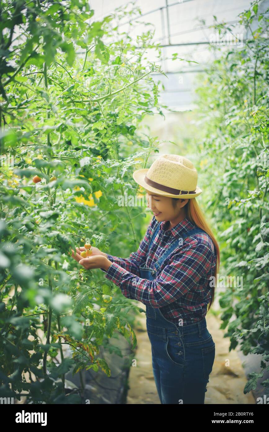 Woman in kitchen garden picking tomatoes Stock Photo - Alamy