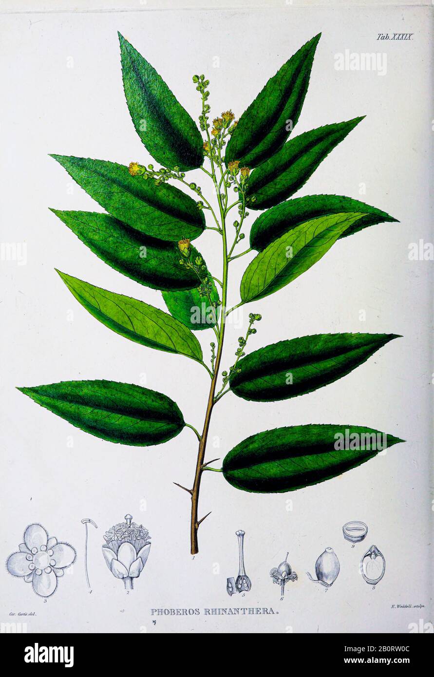 Phoberos rhinanthera from the 19th century manuscript 'Plantae Javanicae rariores, descriptae iconibusque illustratae, quas in insula Java, annis 1802 Stock Photo