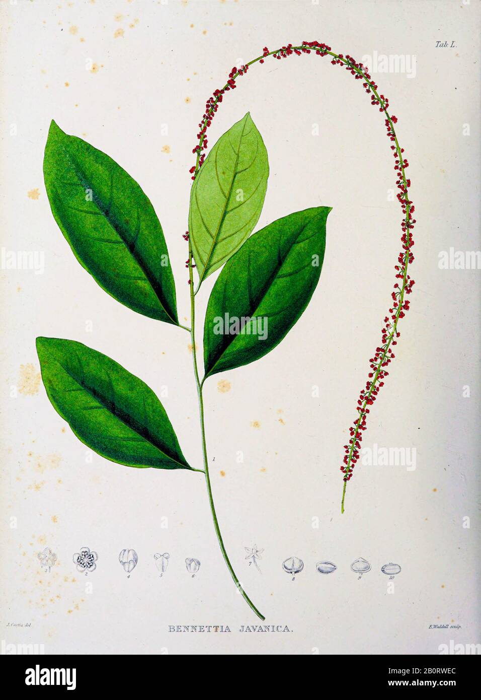 Bennettia javanica from the 19th century manuscript 'Plantae Javanicae rariores, descriptae iconibusque illustratae, quas in insula Java, annis 1802-1 Stock Photo