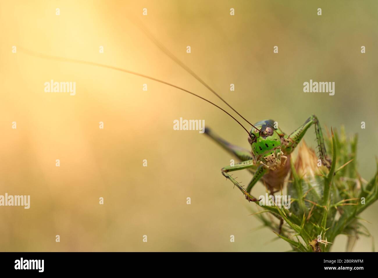 Some green bush cricket in Krk, Croatia Stock Photo
