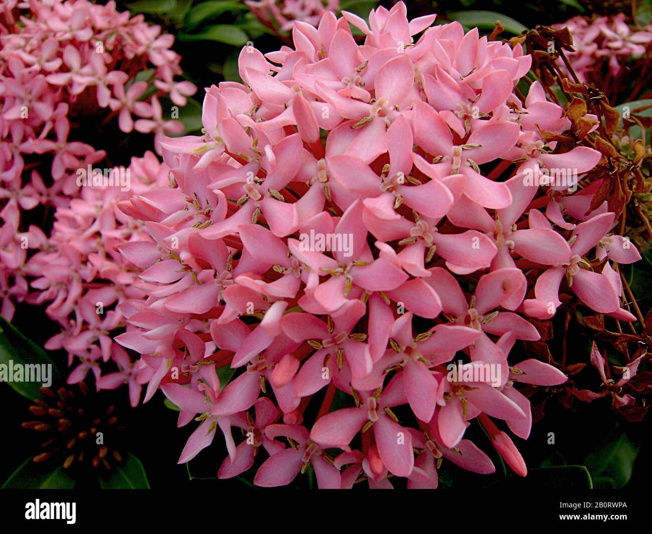 Bouquet of santan flowers hires stock photography and images Alamy