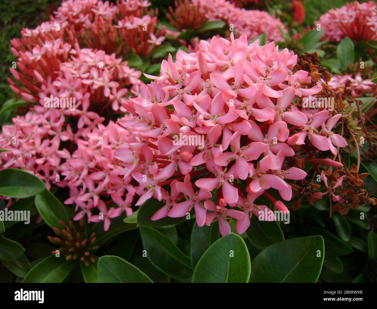 Medium close up of a clusters of tropical pink santan flowers, or santan ixora Stock Photo