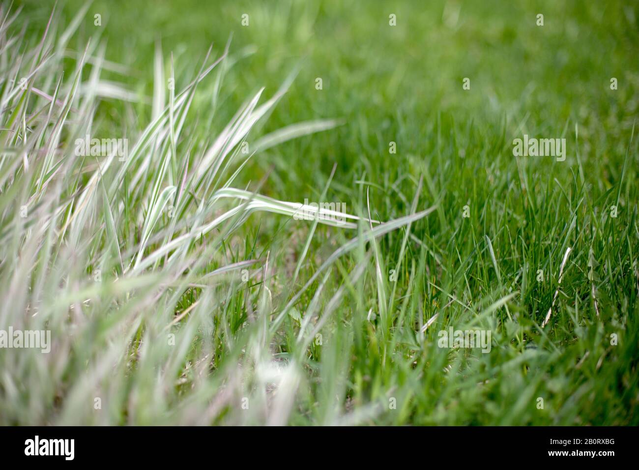 A lush reed canary grass growning up on wild green meadow Stock Photo