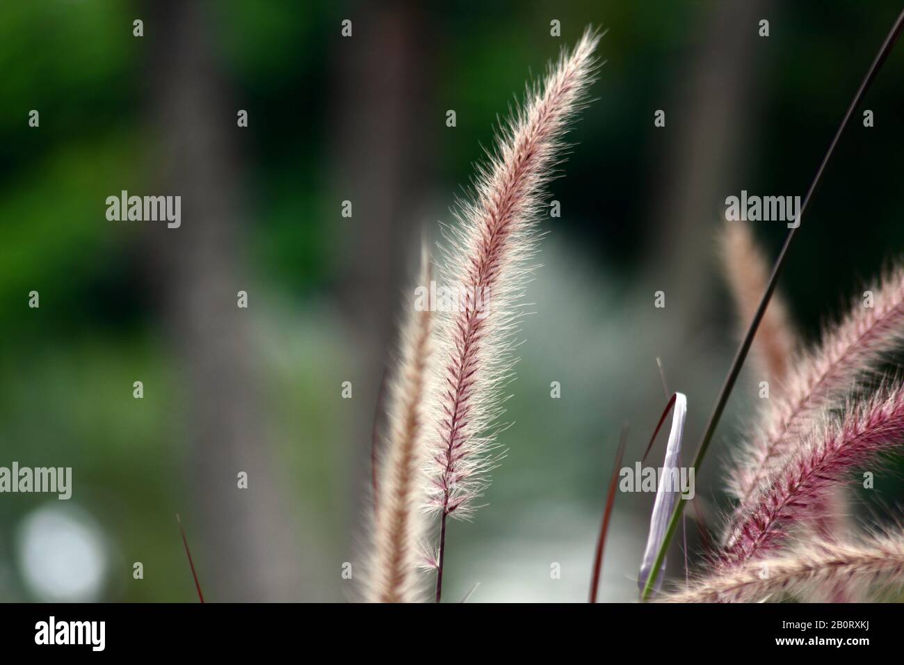 Red fountain ornamental grass hi-res stock photography and images - Alamy