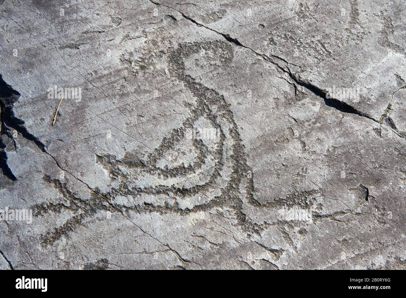 Petroglyph, rock carving, of a bird by the ancient Camunni people in the iron age between 1000-1200 BC, Rock no 6, Foppi di Nadro, Riserva Naturale In Stock Photo