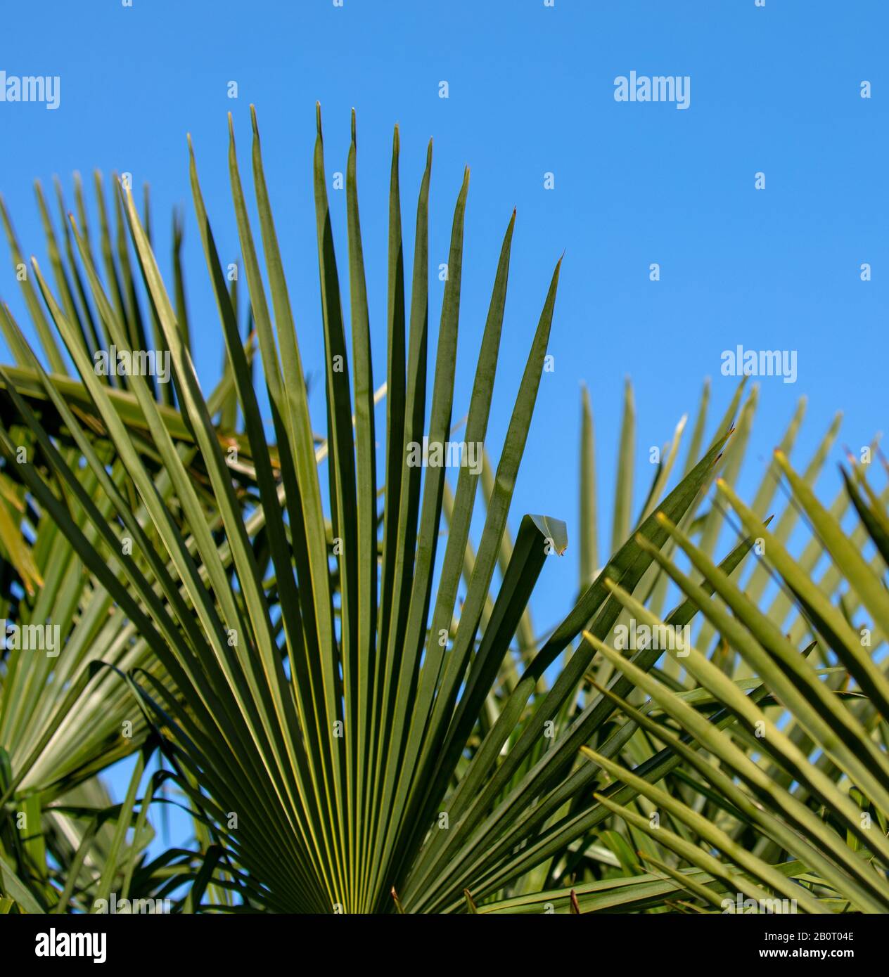 Hemp palm tree with fruits and seeds Stock Photo Alamy