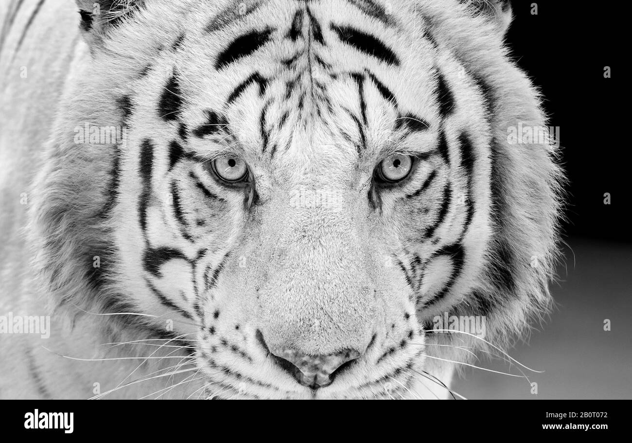 Closeup Head of White Bengal Tiger Staring Isolated on Background