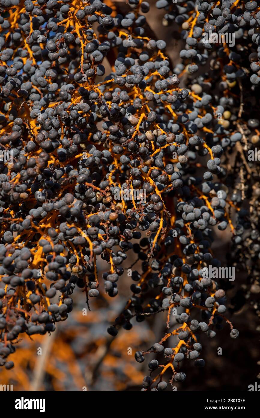 Hemp palm tree with fruits and seeds Stock Photo Alamy