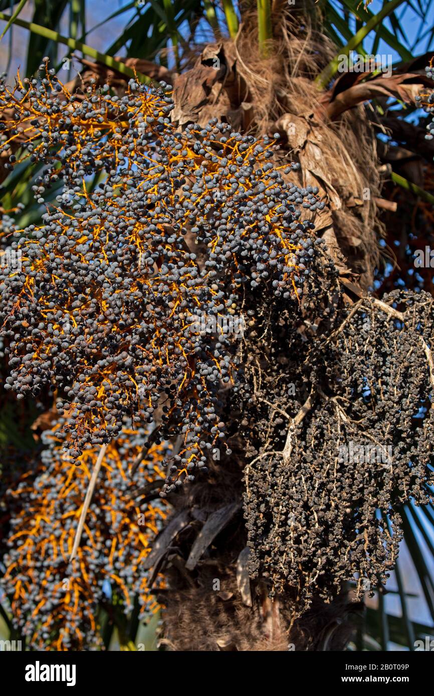 Hemp palm tree with fruits and seeds Stock Photo Alamy