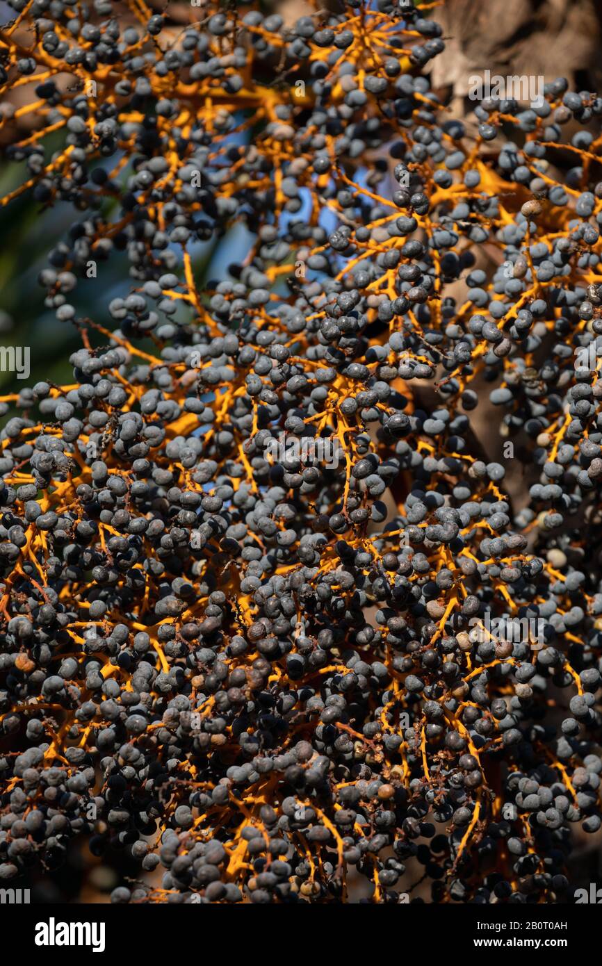 Hemp palm tree Stock Photo Alamy