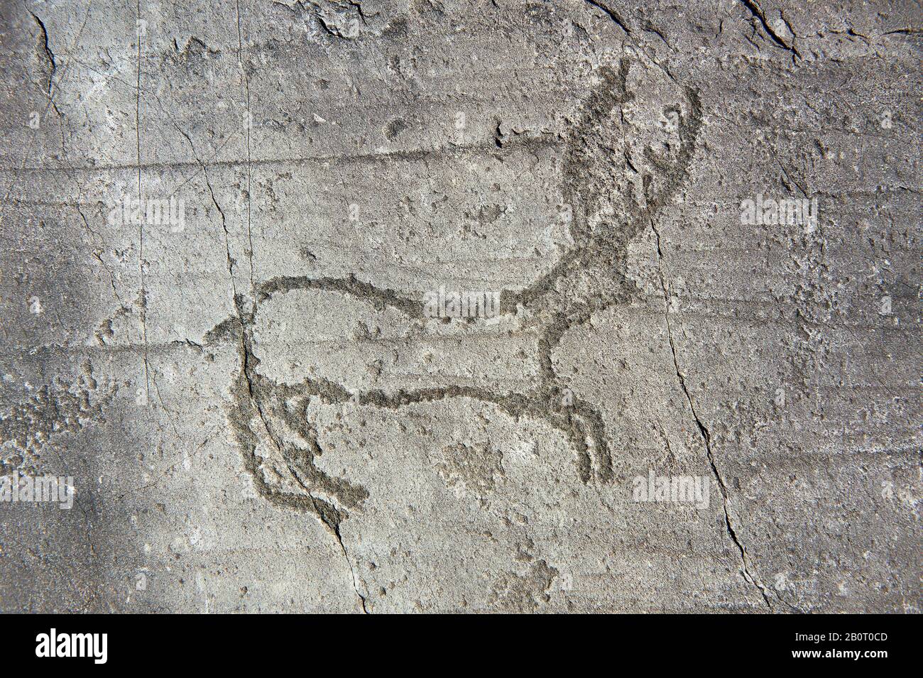 Petroglyph, rock carving, of a deer. Carved by the ancient Camunni people in the iron age between 1000-1200 BC. Rock no 24, Foppi di Nadro, Riserva Na Stock Photo