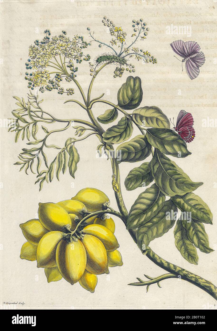 Maria Sibylla Merian Caterpillars High Resolution Stock Photography and ...