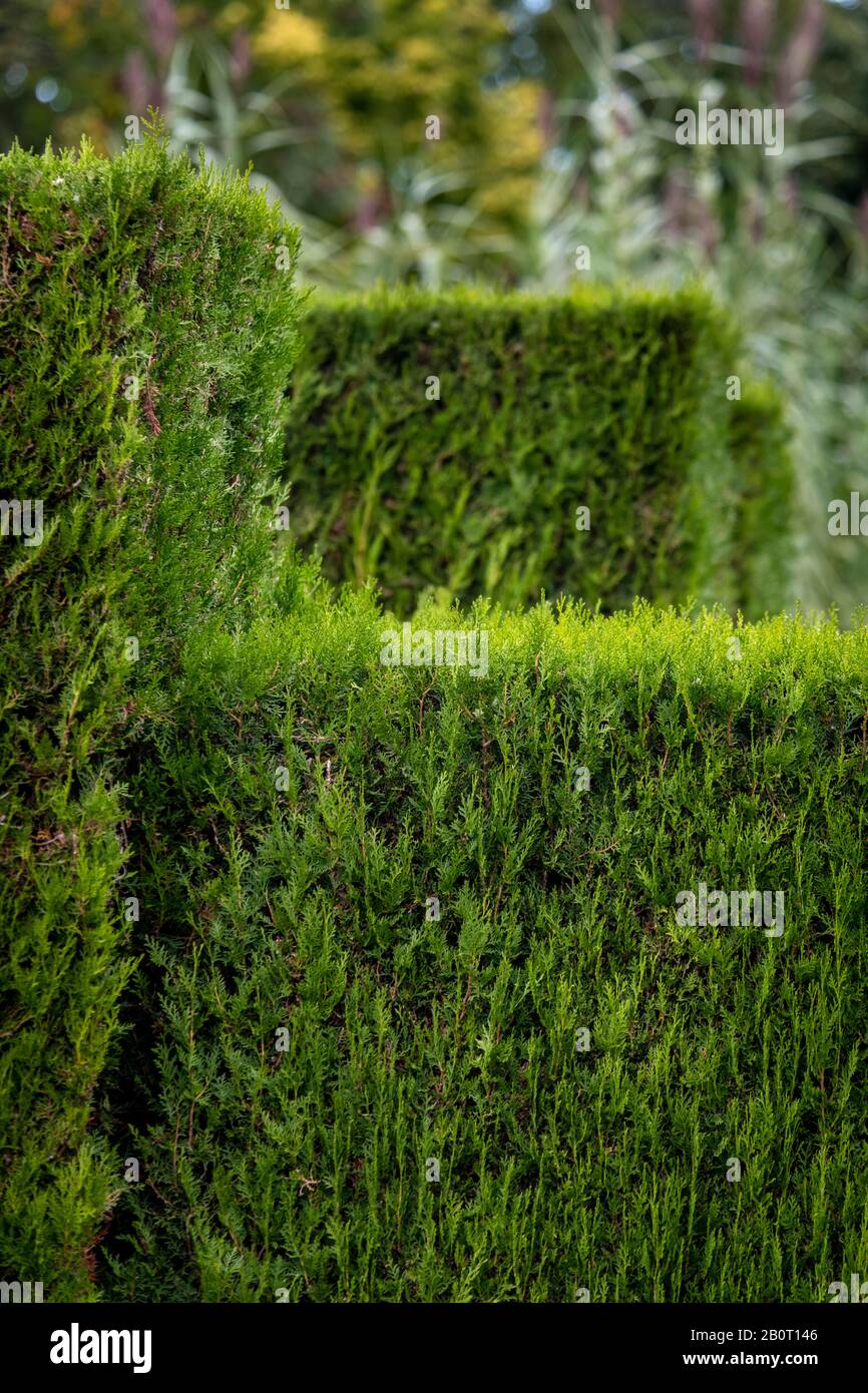 Green living fence in a formal garden Stock Photo Alamy
