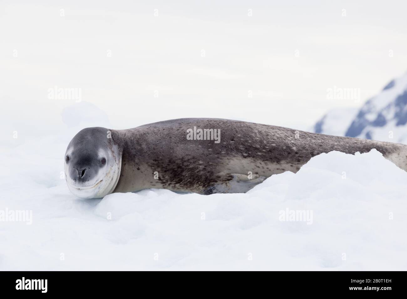 The Seal Leopard Antarctica, Seal Portrait On The Ice Stock Photo - Alamy