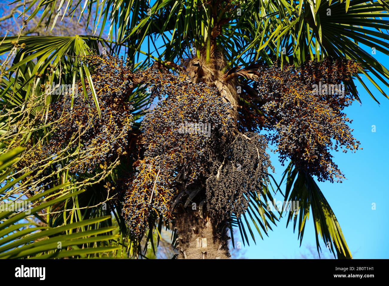 Hemp palm tree hires stock photography and images Alamy