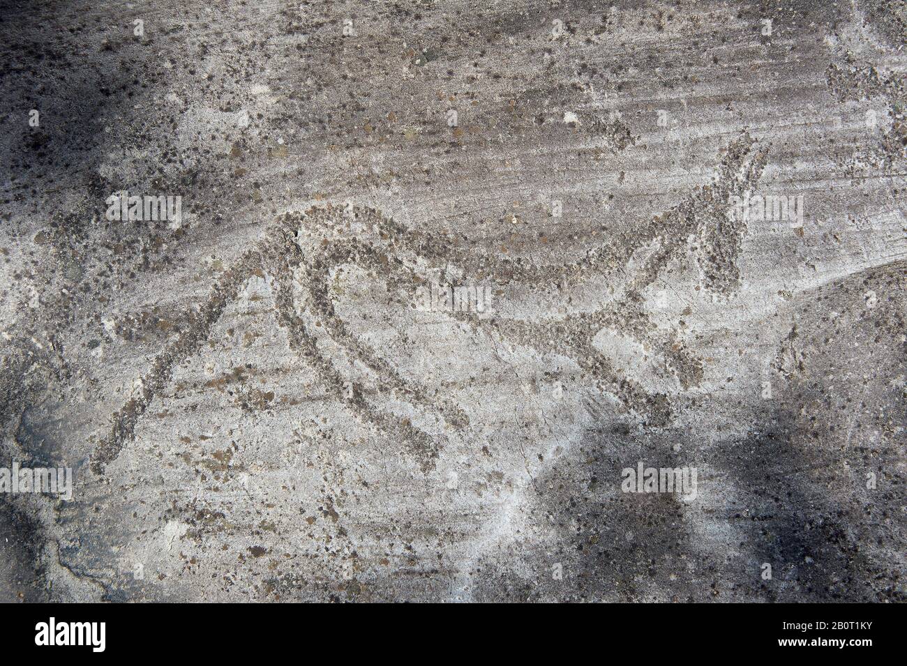 Petroglyph, rock carving, of a an animal carved by the ancient Camuni people in the iron age between  900-1200 BC. Rock 26-27, Foppi di Nadro, Riserva Stock Photo