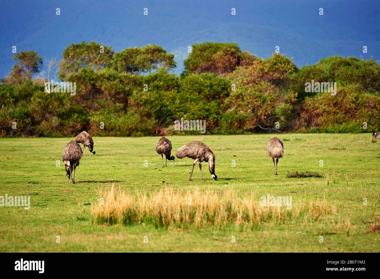 emu (Dromaius novaehollandiae), group in a meadow, Australia, Wilsons Promontory National Park Stock Photo