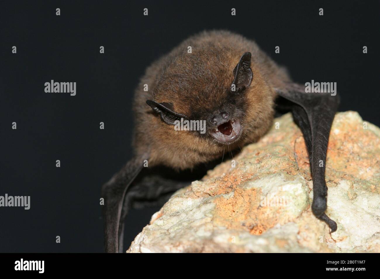 Pipistrelles High Resolution Stock Photography And Images Alamy