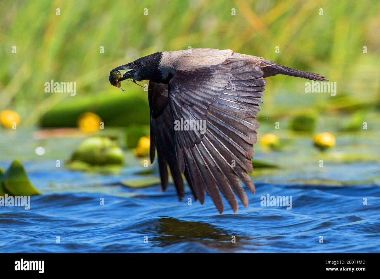 29+ Corvus Corone Vuelo Images