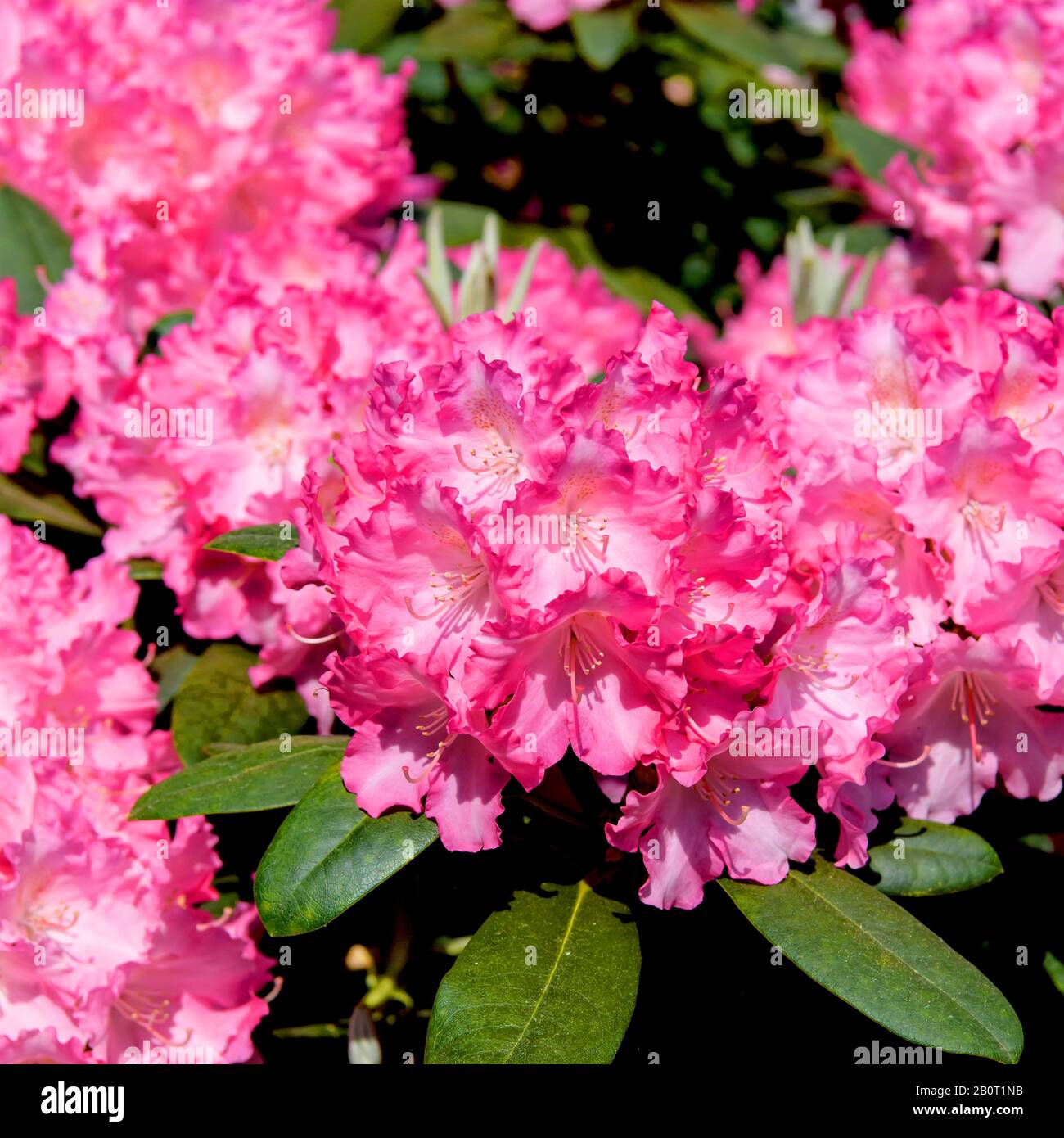 rhododendron (Rhododendron Marlis, Rhododendron Marlis), cultivar Marlis  Stock Photo - Alamy