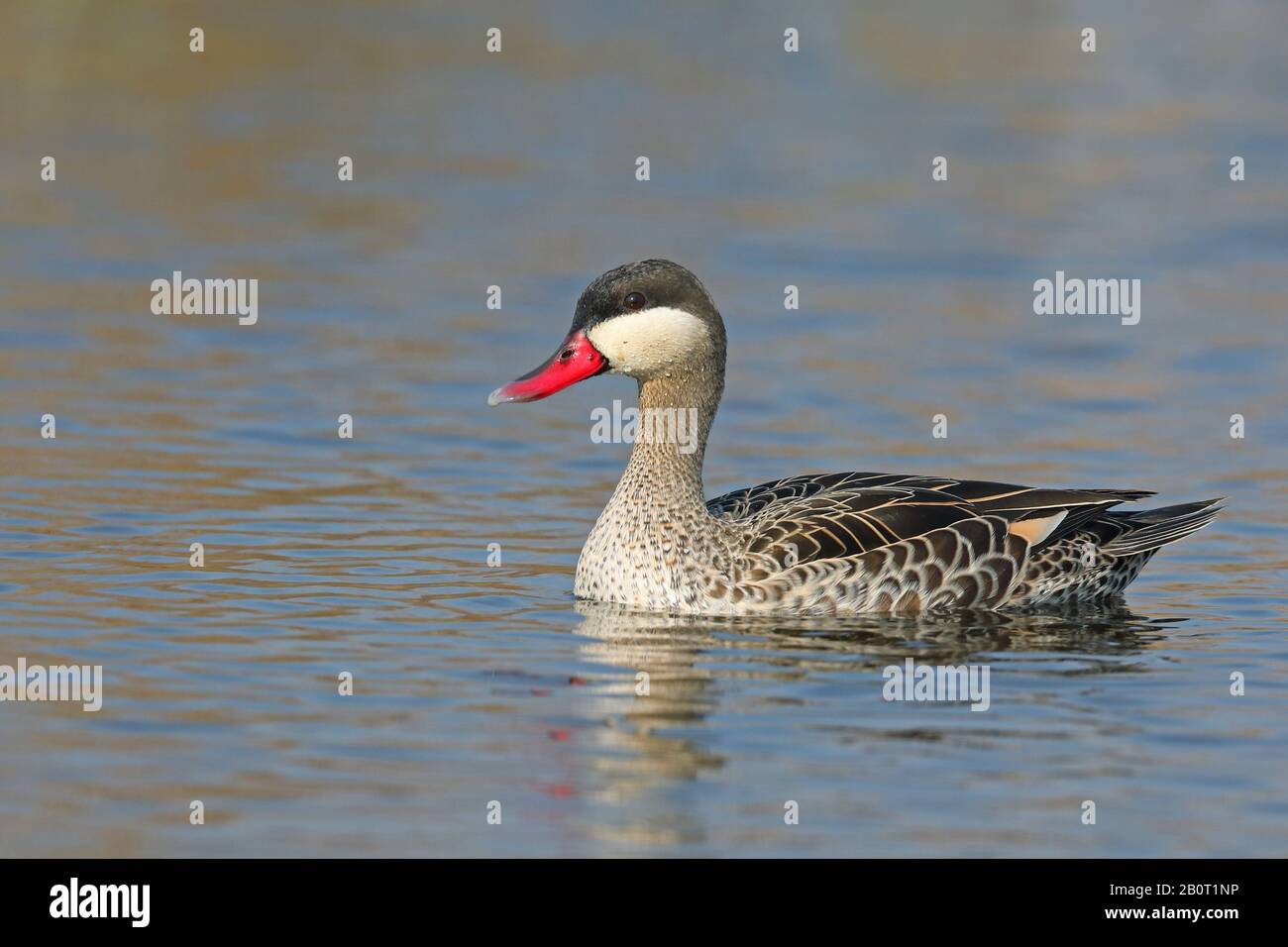 red-billed pintail (Anas erythrorhyncha), swimming, South Africa, Marievale Bird Sanctuary Stock Photo