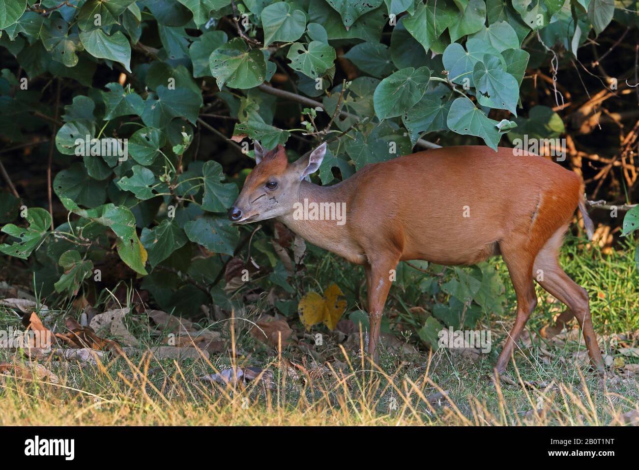 red forest duiker (Cephalophus natalensis), standing the edge of a forest, side view, South Africa, KwaZulu-Natal, iSimangaliso National Park Stock Photo