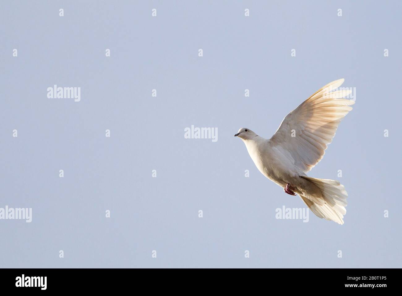 collared dove (Streptopelia decaocto), in flight, Netherlands Stock