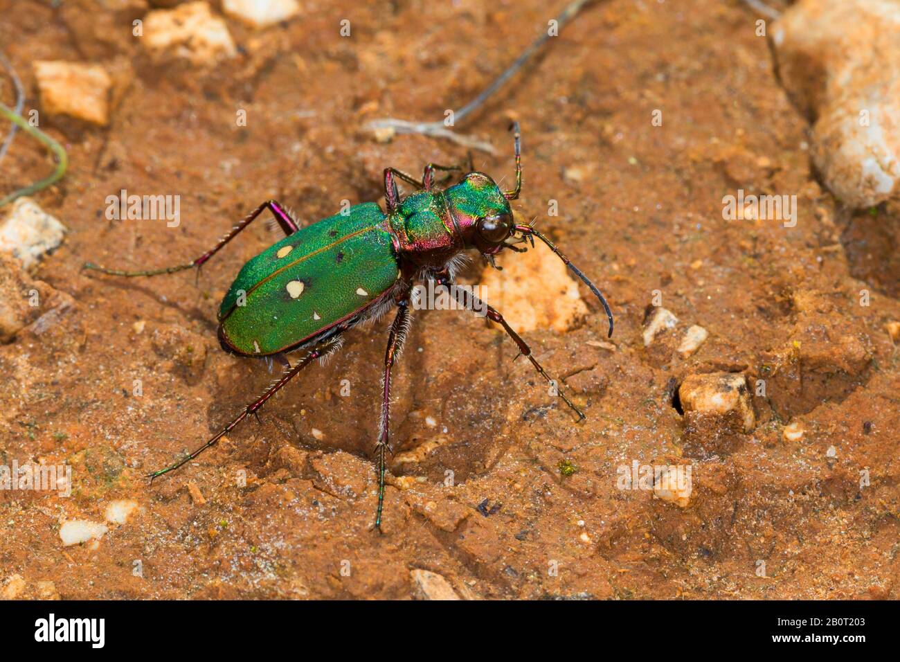 Green tiger beetle (Cicindela campestris), on the ground, Germany Stock Photo