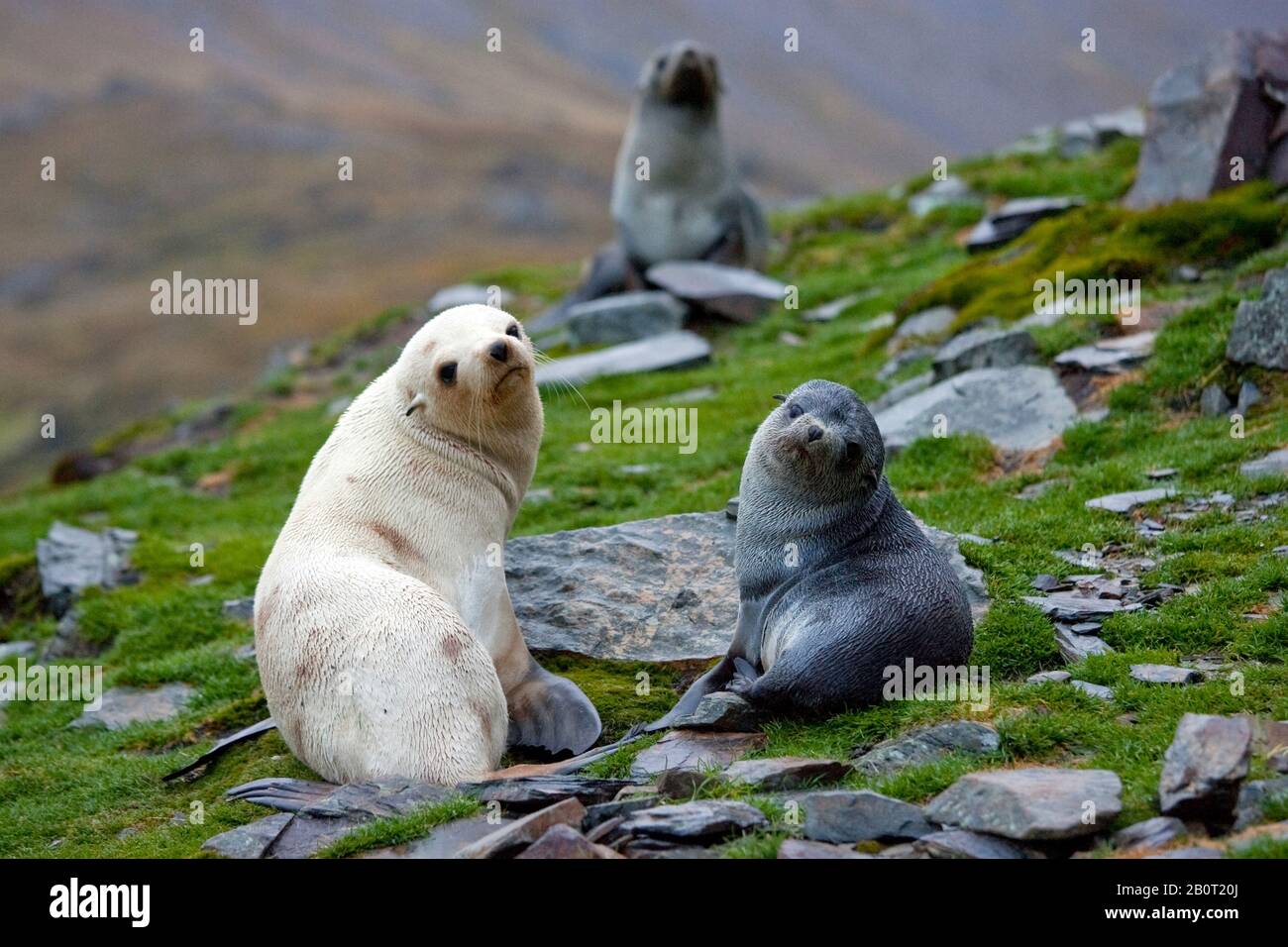 Antarctic fur seal (Arctocephalus gazella), A blond Antarctic Fur Seal between normal ones, Suedgeorgien Stock Photo