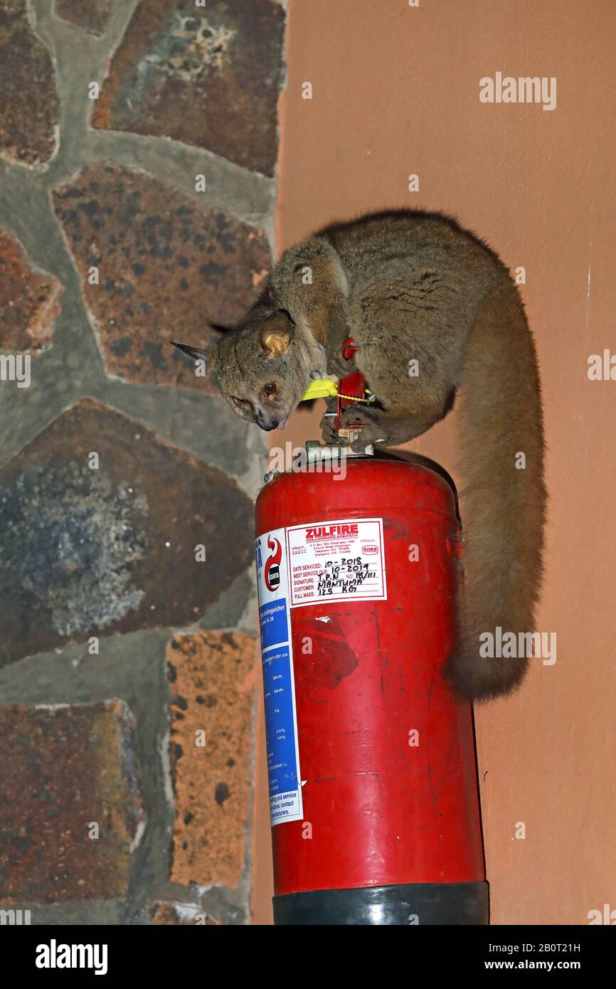 greater bush baby, greater galago, thick-tailed bush baby (Otolemur crassicaudatus, Galago crassicaudatus), sitting on a fire drencher at a house wall, side view, South Africa, KwaZulu-Natal, Mkhuze Game Reserve Stock Photo