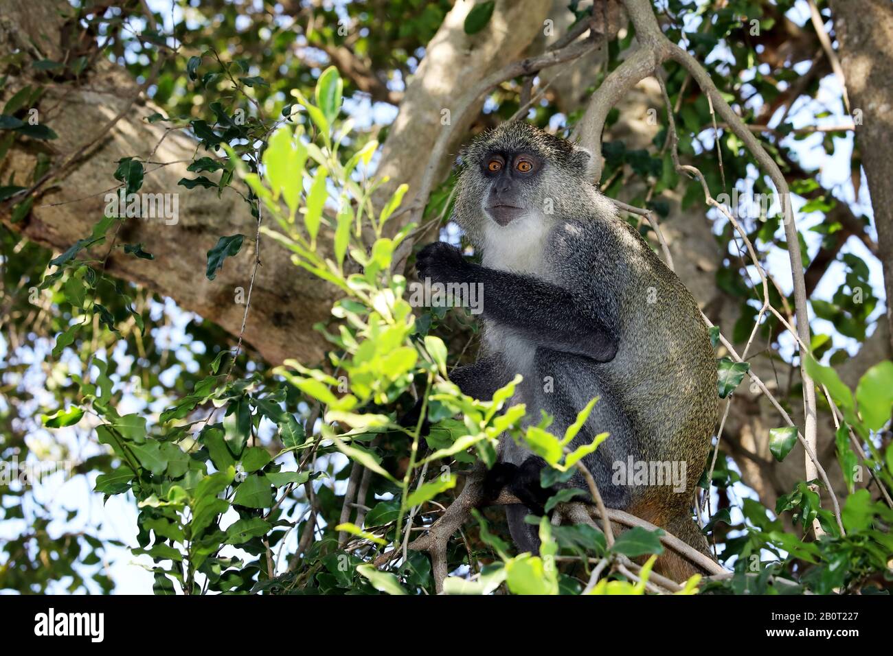 Sykes monkey (Cercopithecus albogularis), sitting on a branch on a tree ...
