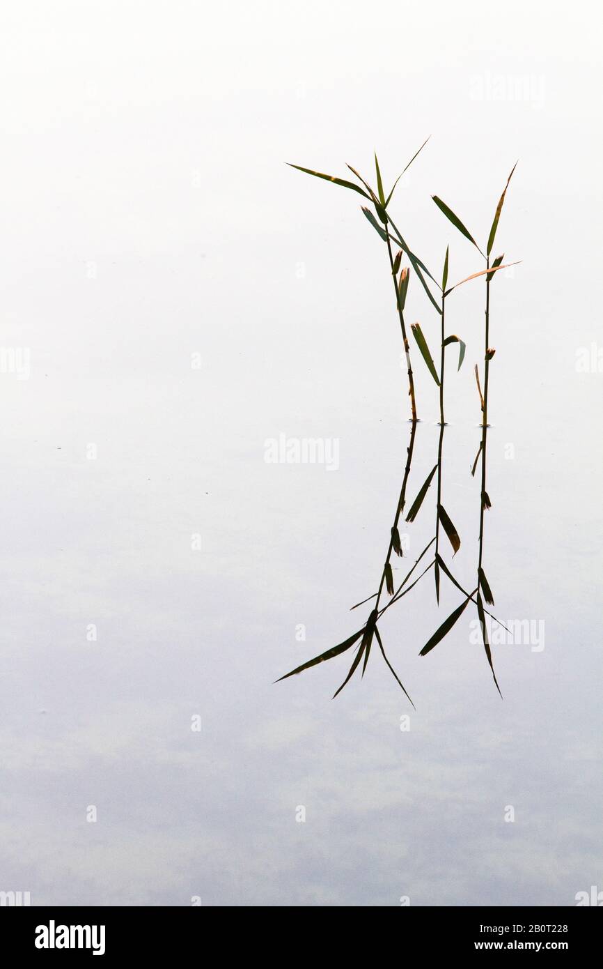reed grass, common reed (Phragmites communis, Phragmites australis ...