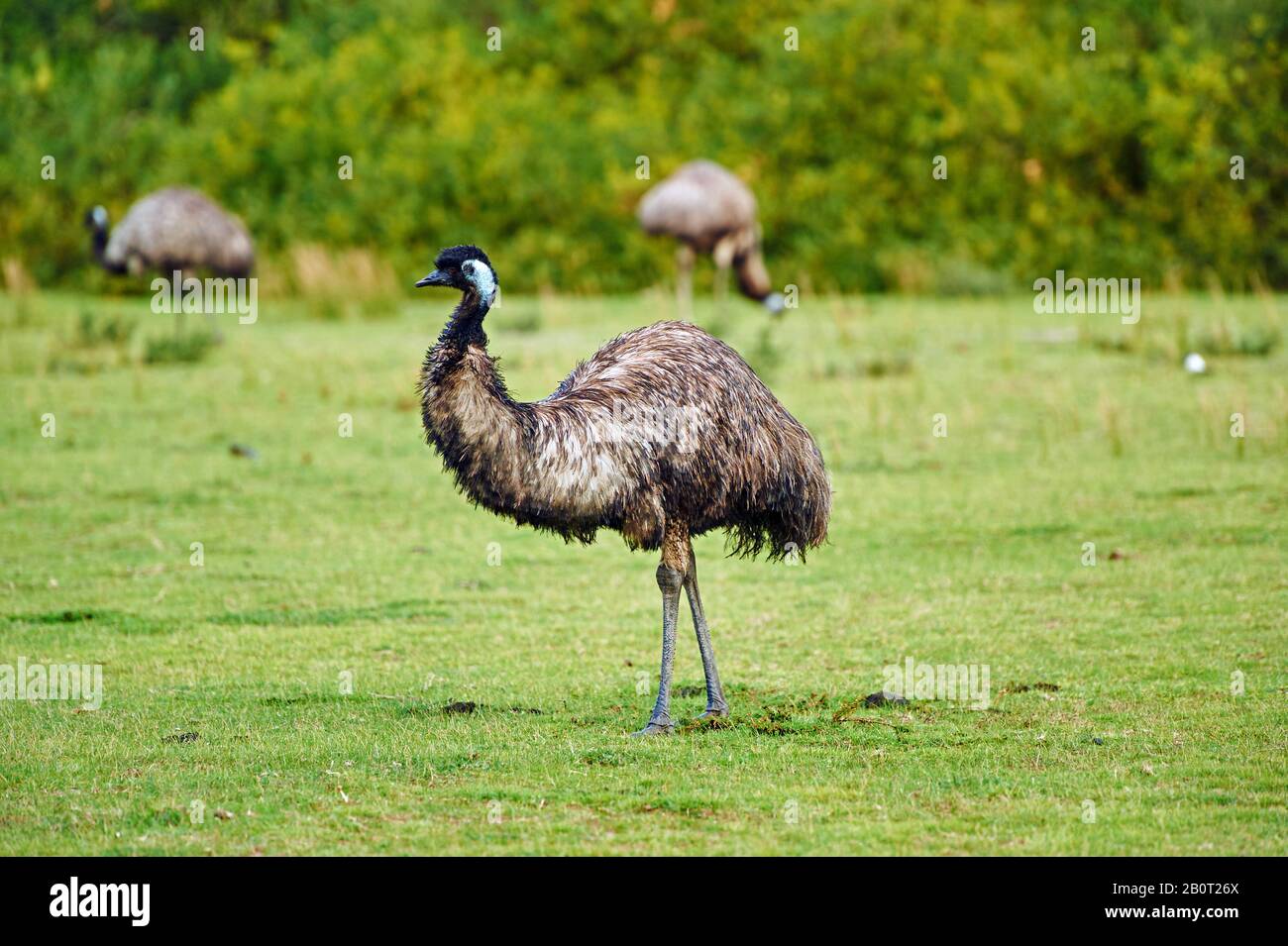 emu (Dromaius novaehollandiae), three emus on the feed, Australia, Victoria Stock Photo