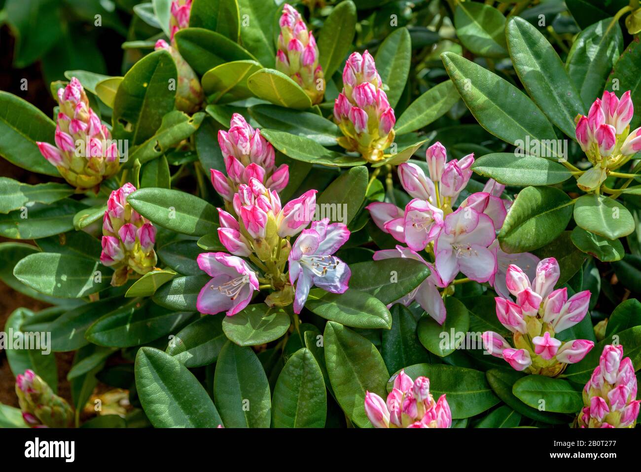 Rhododendron (Rhododendron 'Picotee', Rhododendron Picotee), cultivar Picotee, Germany, Lower Saxony Stock Photo