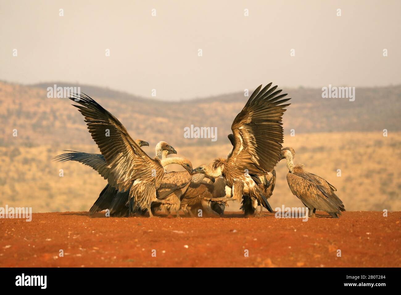 African white-backed vulture (Gyps africanus), group feeding on a cadaver, South Africa, KwaZulu-Natal, Zimanga Game Reserve Stock Photo