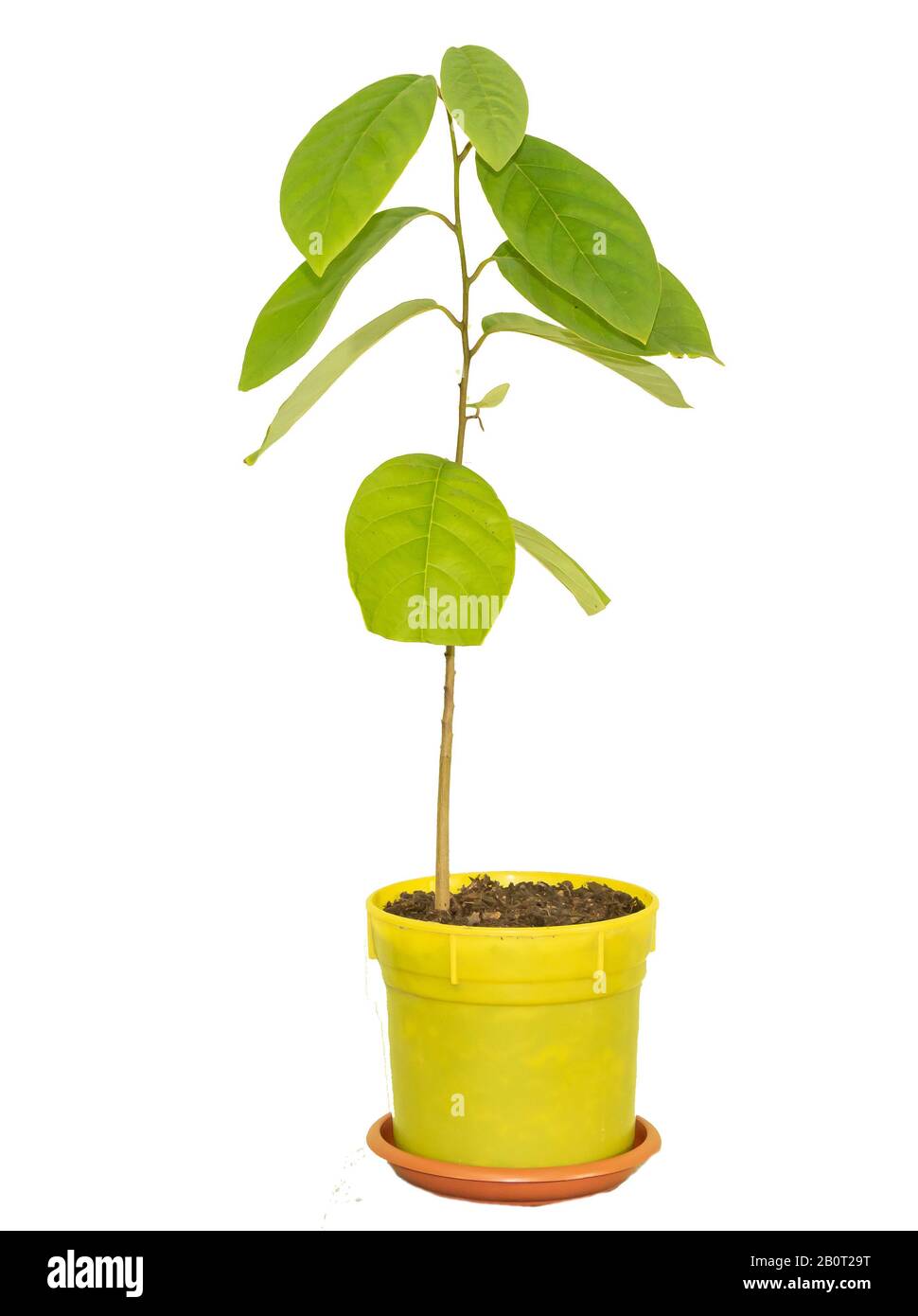 Potted Cherimoya tree isolated on white background. How to grow cherimoya  inside concept Stock Photo - Alamy
