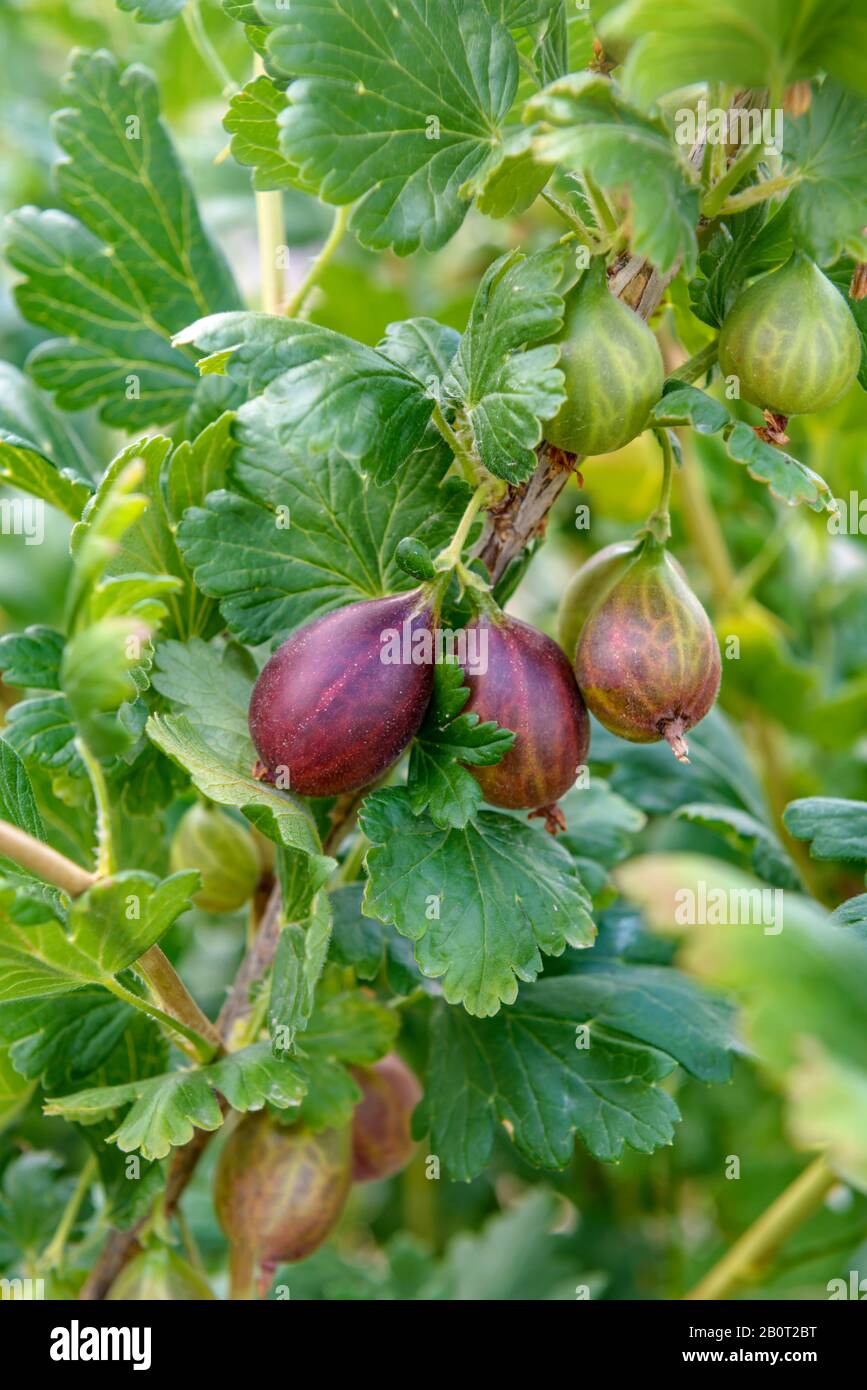 wild gooseberry, European gooseberry (Ribes uva-crispa 'Relina', Ribes uva-crispa Relina), cultivar Relina, Germany, Saxony Stock Photo