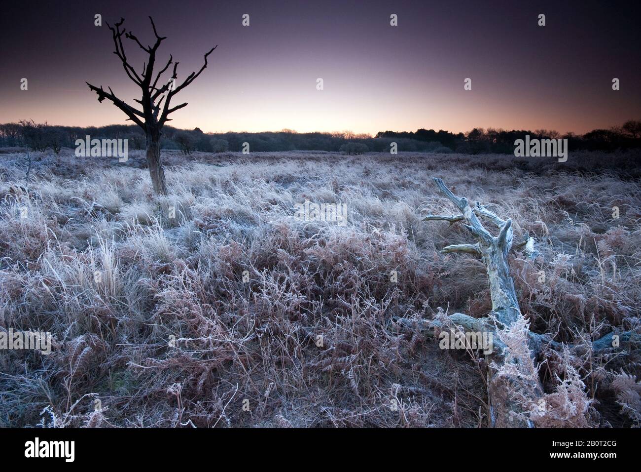 Landscape de Zilk at sunrise in winter, Netherlands Stock Photo