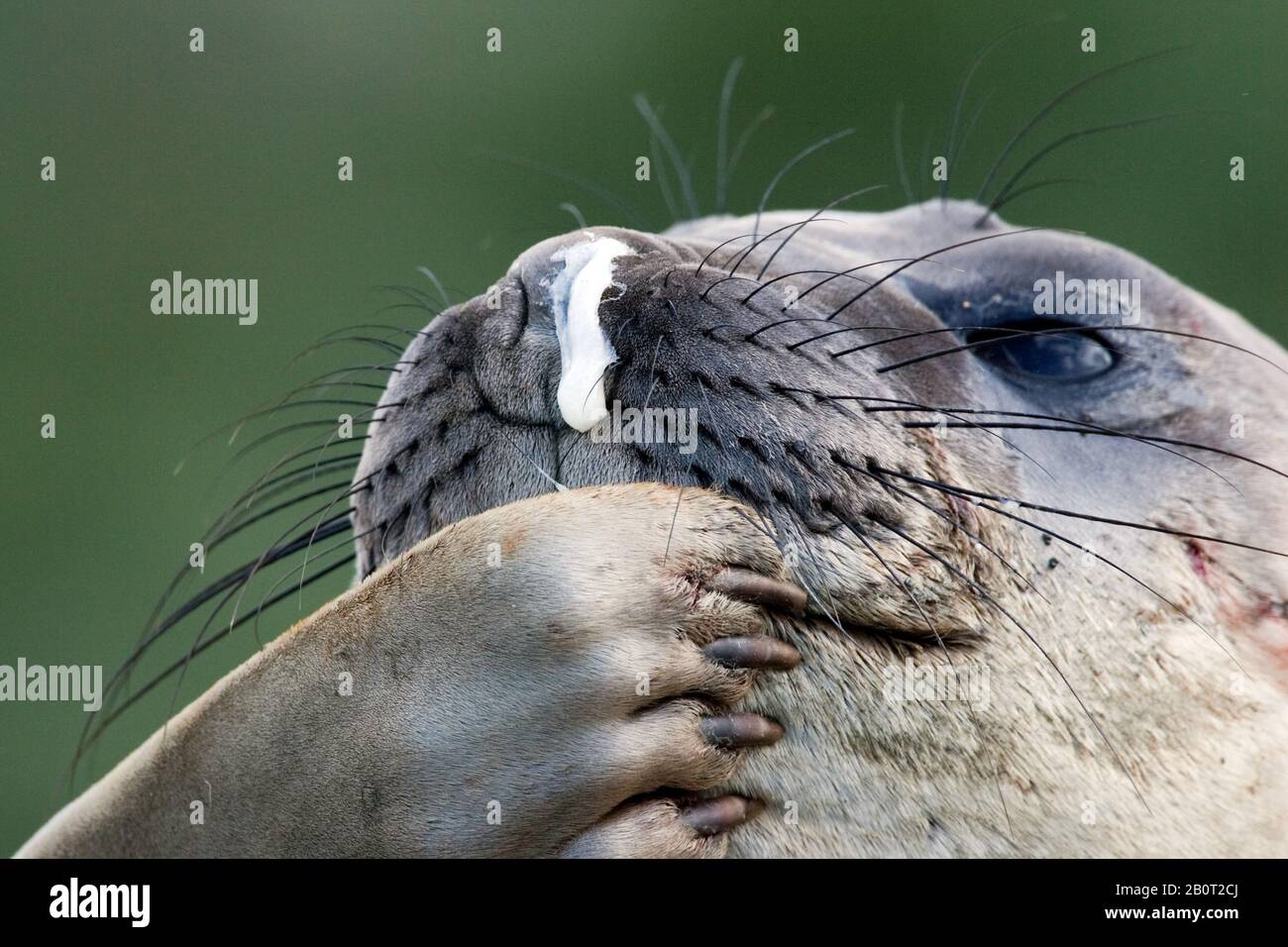 southern elephant seal (Mirounga leonina), contemplative elephant seal, Suedgeorgien Stock Photo