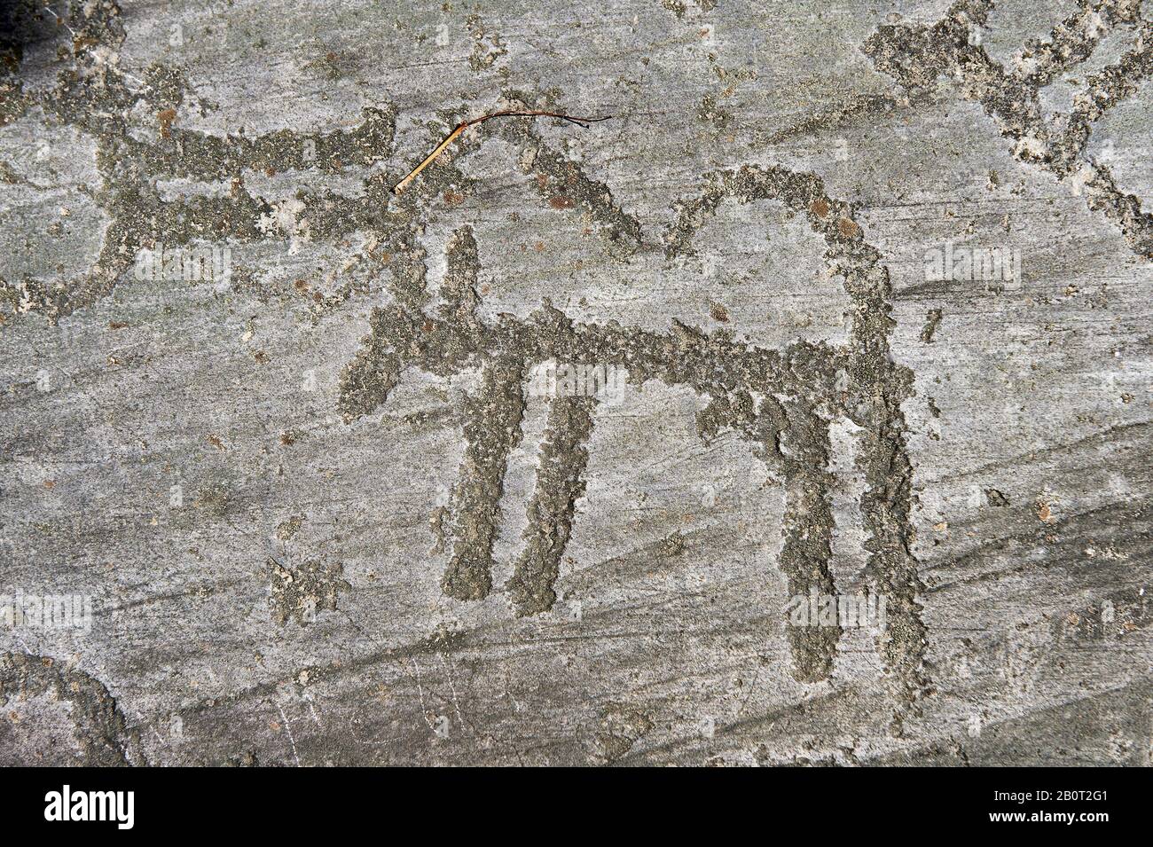 Petroglyph, rock carving, of a schematic dog. Carved by the ancient Camunni people in the copper age between 3200-2200 BC. Foppi di Nadro, Riserva Nat Stock Photo