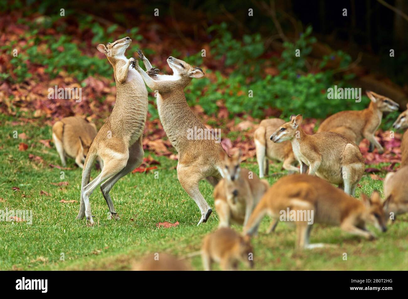 agile wallaby, sandy wallaby (Macropus agilis, Wallabia agilis), fighting, Australia, Queensland Stock Photo