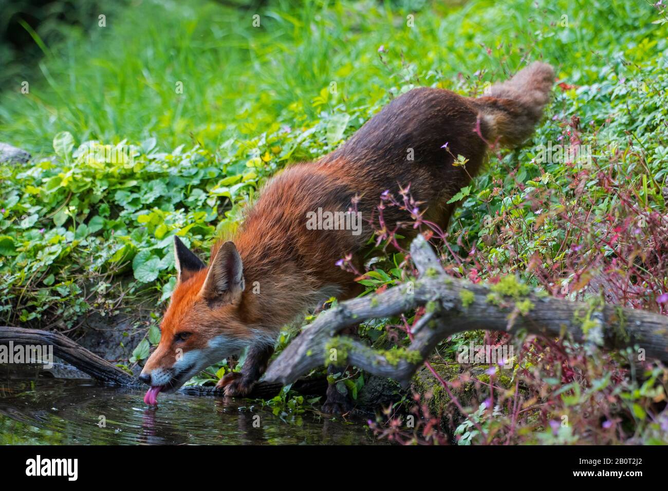 red fox (Vulpes vulpes), drinks at a creek in forest, Switzerland, Sankt Gallen Stock Photo