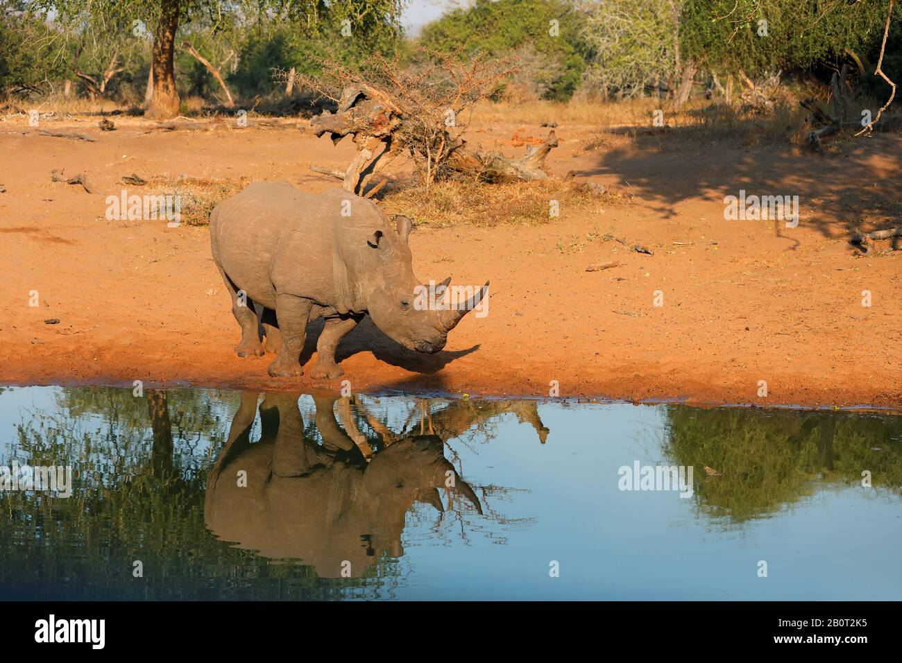 white rhinoceros, square-lipped rhinoceros, grass rhinoceros (Ceratotherium simum), standing at a water hole, mirroring, South Africa, KwaZulu-Natal, Mkhuze Game Reserve Stock Photo