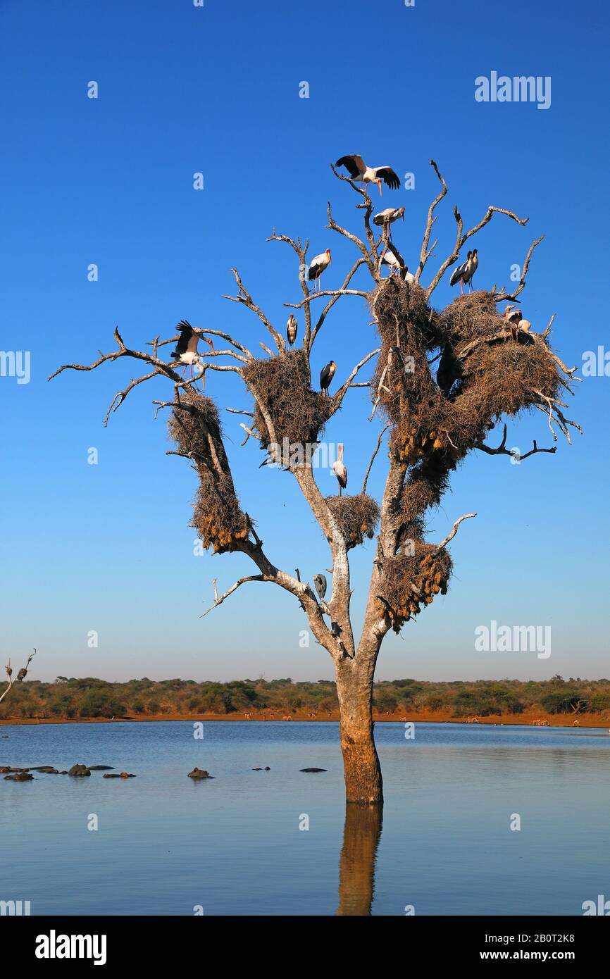 yellow-billed stork, wood stork, wood ibis (Mycteria ibis), group on a tree, South Africa, Lowveld, Krueger National Park Stock Photo