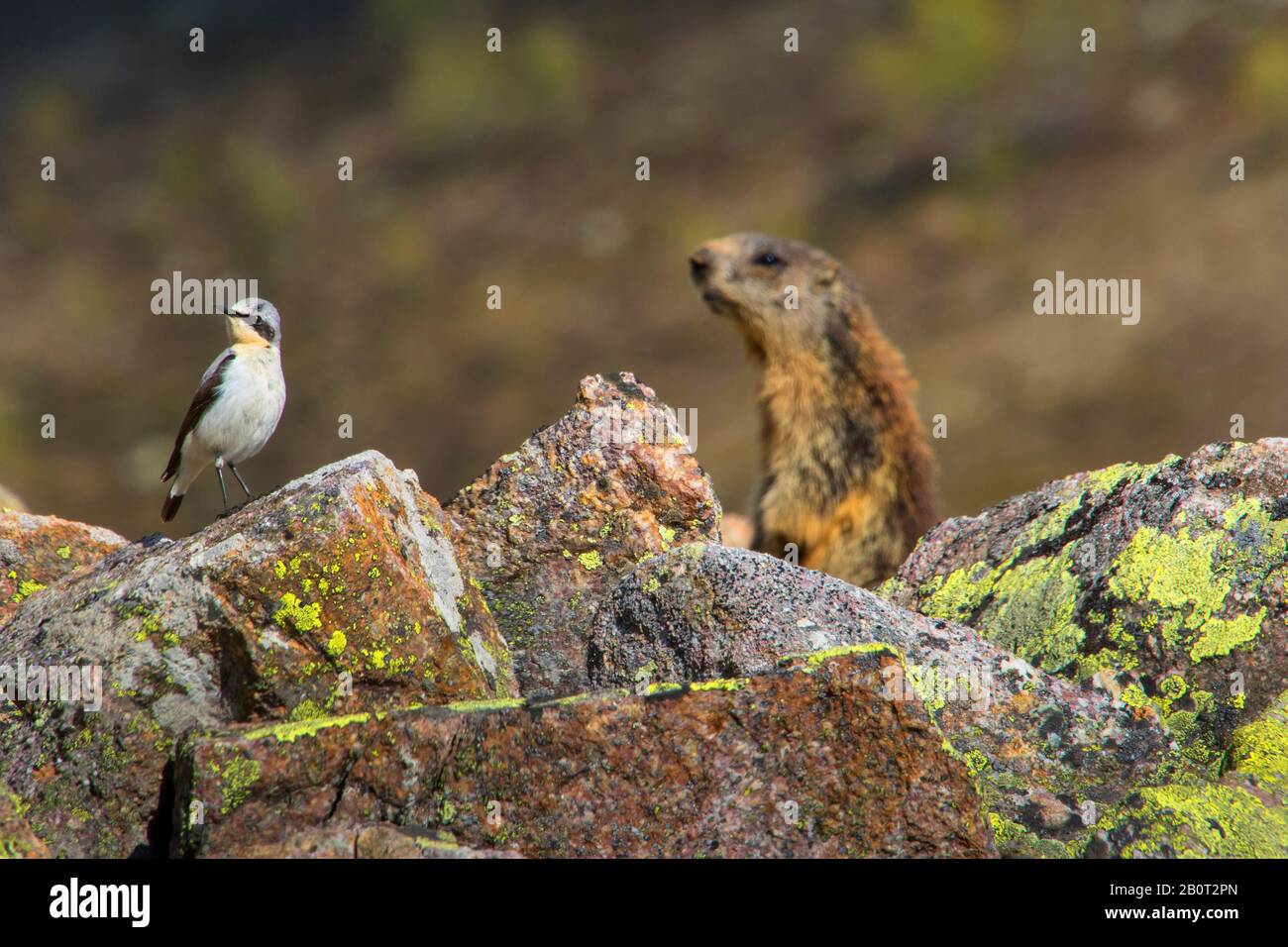northern wheatear (Oenanthe oenanthe), male perching in breeding plumage on a rock, in the background a marmot, Switzerland, Grisons, Pontresina Stock Photo