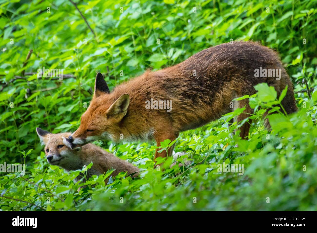 red fox (Vulpes vulpes), female grooming its puppy in forest, Switzerland, Sankt Gallen Stock Photo