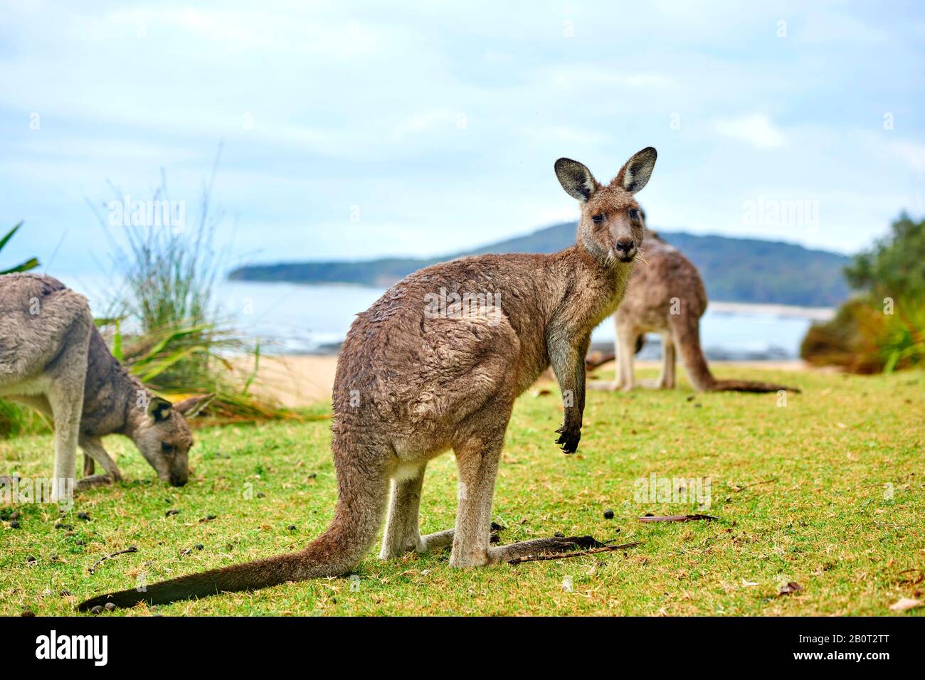 eastern gray kangaroo, Eastern grey kangaroo, Great grey kangaroo
