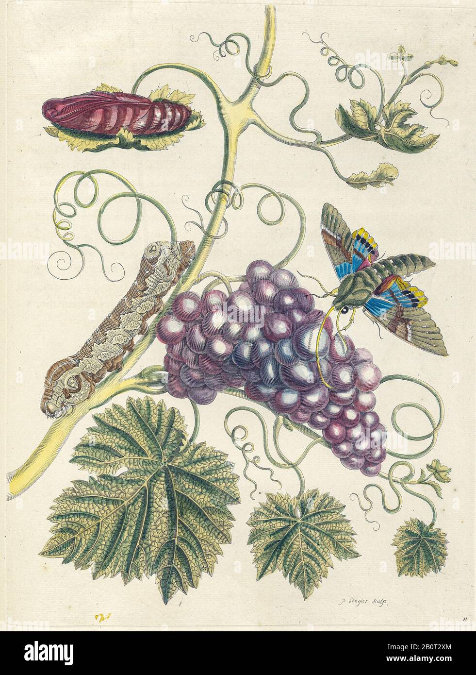 Plant and butterfly from Metamorphosis insectorum Surinamensium (Surinam insects) a hand coloured 18th century Book by Maria Sibylla Merian published Stock Photo