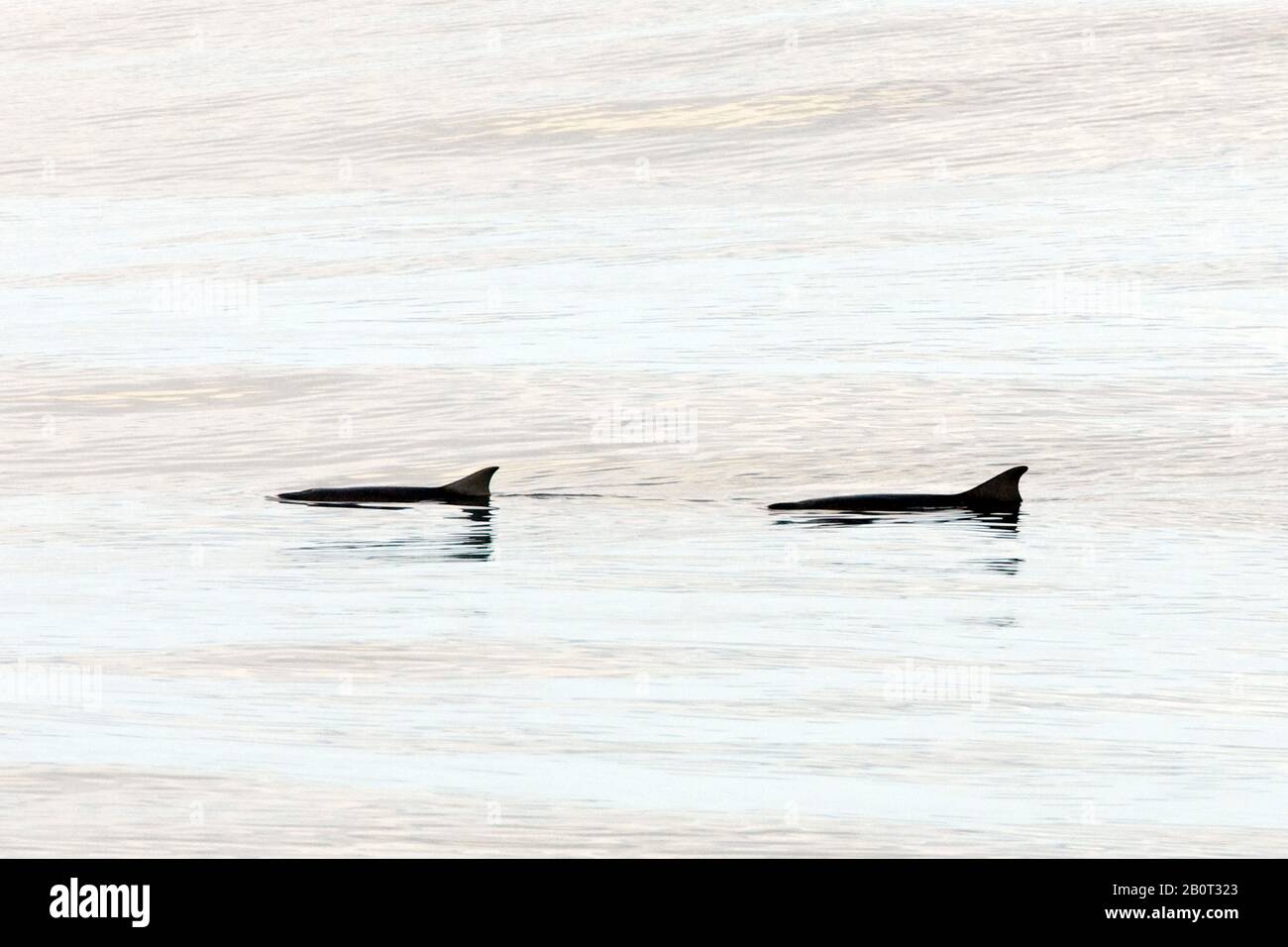 dwarf sperm whale (Kogia simus), two dwarf sperm whales swimming at the water surface, side view, Ascencion Stock Photo