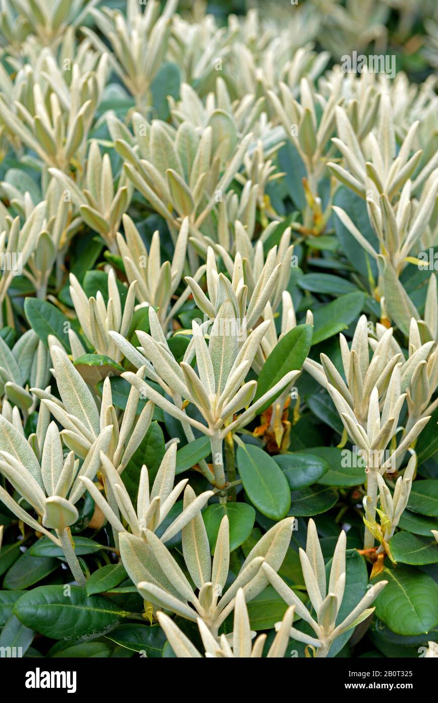 strelitzia nicolai in nature White Bird of Paradise